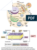 Transporte A Través de La Membrana PDF