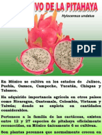 Presentacionpitahaya