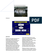 Informe Como Preparar Una Ración para Porcinos