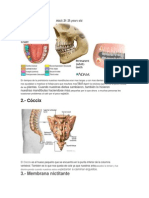 Órganos Vestigiales