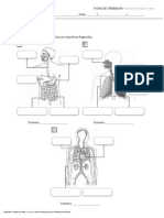 Estudo Do Meio Fichas Do Corpo Humano