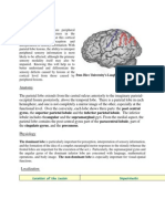 Parietal Lobe Testing