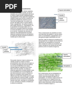 Informe Laboratorio Taxo