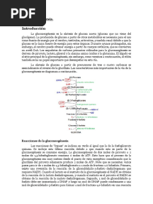 Gluconeogenesis PDF