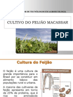 Cultivo Feijão