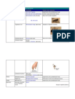 Algunas Enfermedades Producidas Por Protozoos