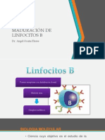 UNID Maduraci+ N Linfocitos B PDF