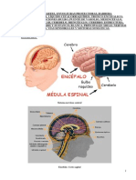  Encefalo Tronco Encefalico