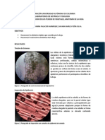 Informe 2 Botanica - PDF