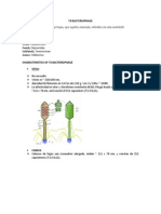 t4 Bacteriophage