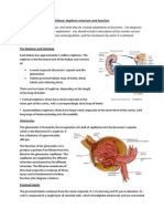 Kidney Nephron Structure and Function