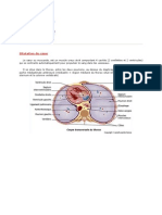 Anatomie Cardiaque