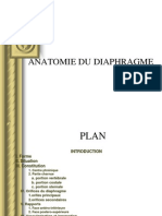 Anatomie Du Diaphragme