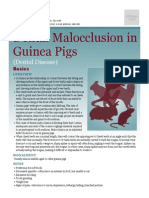 Dental Malocclusion in Guinea Pigs