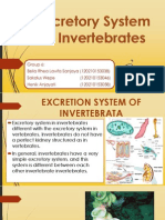 Excretory System in Invertebrates New