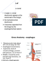 Esophagus: - Development of