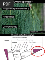 Clase 8 Gymnospermas 2013 PDF