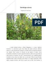 A Planta Analizada Pertence A Família Malpighiaceae e A Espécie Galphimia Brasiliense