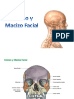 2 - Craneo y Macizo Facial