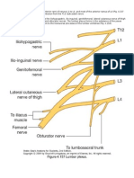 Lumbar Plexus (Grays Anatomy)