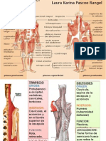 Músculos Del Cuerpo