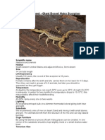 Care Sheet - Giant Desert Hairy Scorpion