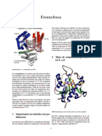 Exonucleasa