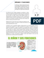 Riñones y Funciones