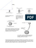 Rhizopus - Sexual Reproduction: Hypha