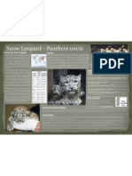 Snow Leopard Poster