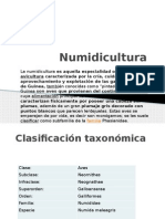 Numidicultura