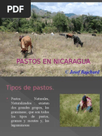 Pastos en Nicaragua.