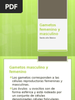 Gametos Femeninos y Masculinos