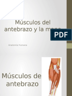 Músculos Del Antebrazo y La Mano