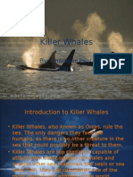 Killer Whales Original