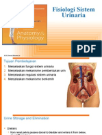 Fisiologi Sistem Urinaria              