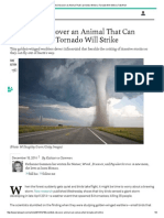 Scientists Discover An Animal at Can Sense When A Tornado Will Strike