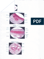 Histologie Preparate1