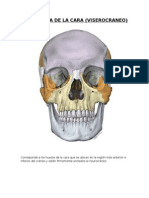 Osteología de La Cara - Informe