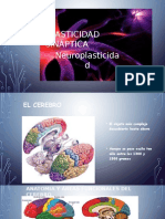 Plasticidad Sináptica