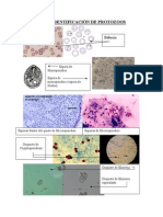 PrÁctica 1. IdentificaciÓn de Protozoos