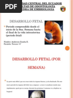 Desarrollo Fetal