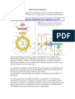 Fosforilacion Oxidativa