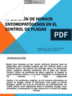 Hongos Control Plagas