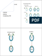 Dirigida Mutagenesis