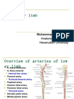 The Lower Limb (Biomedic Unismuh 2012)