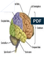 Brain Anatomy