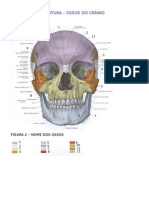 Ossos Do Cranio-Exercicios