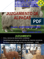 3 Juzgamiento de Alpacas