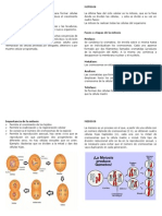 División Celular